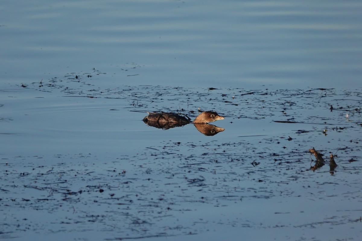 Pied-billed Grebe - Matthew Hunter