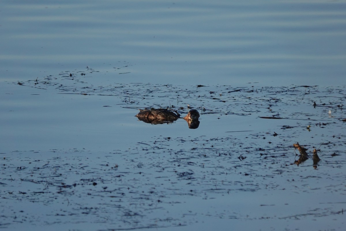 Pied-billed Grebe - Matthew Hunter