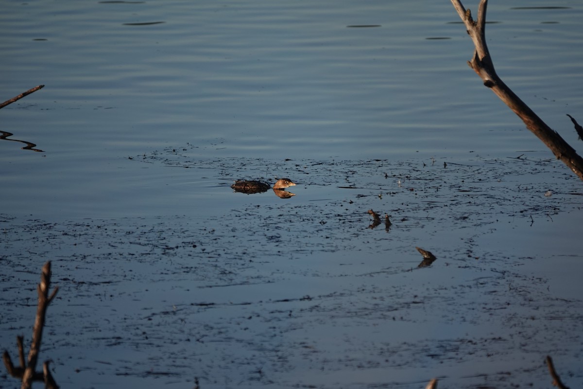 Pied-billed Grebe - Matthew Hunter