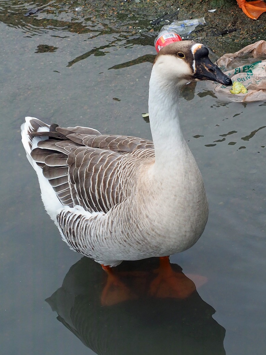 Swan Goose (Domestic type) - Sergey Buben