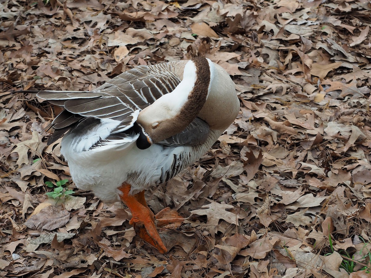 Swan Goose (Domestic type) - ML616533176