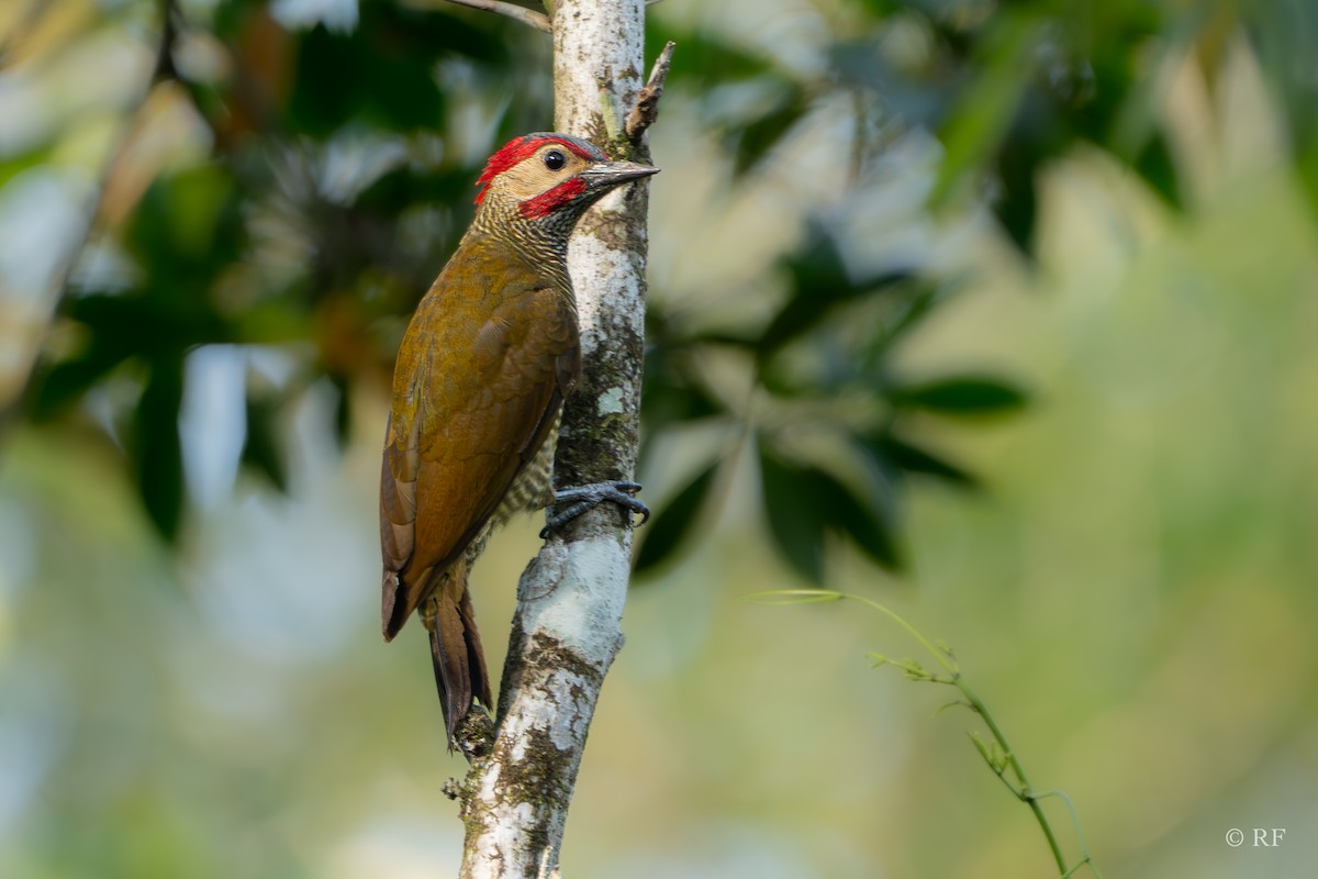 Golden-olive Woodpecker - ML616533178