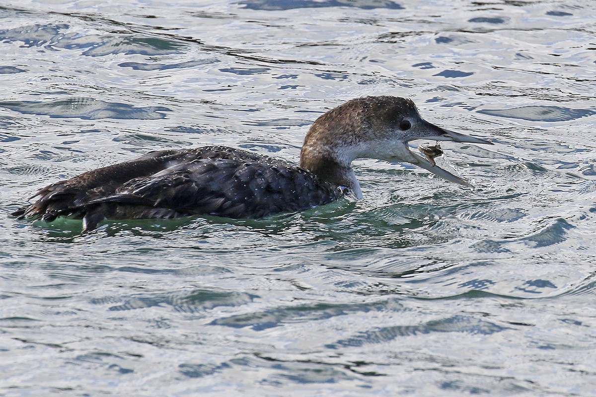 Plongeon huard - ML616533249