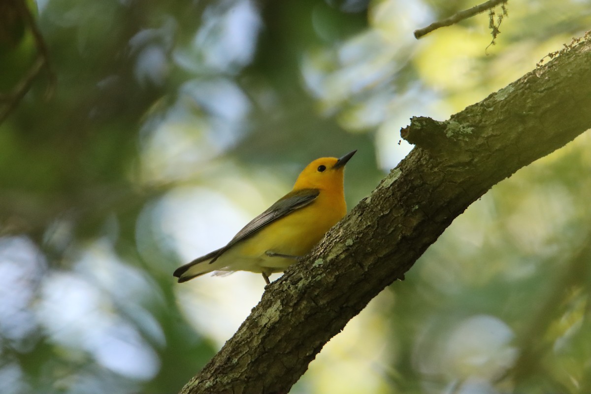 Prothonotary Warbler - ML616533297