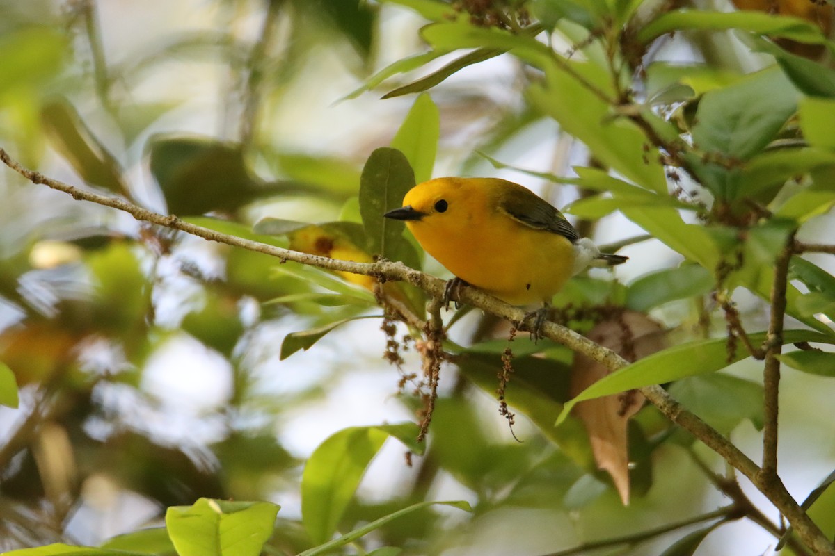 Prothonotary Warbler - ML616533298