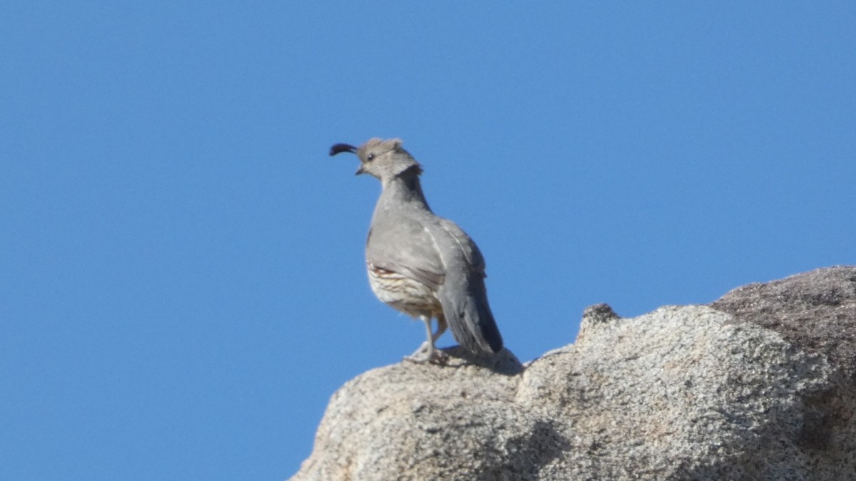 Gambel's Quail - ML616533310