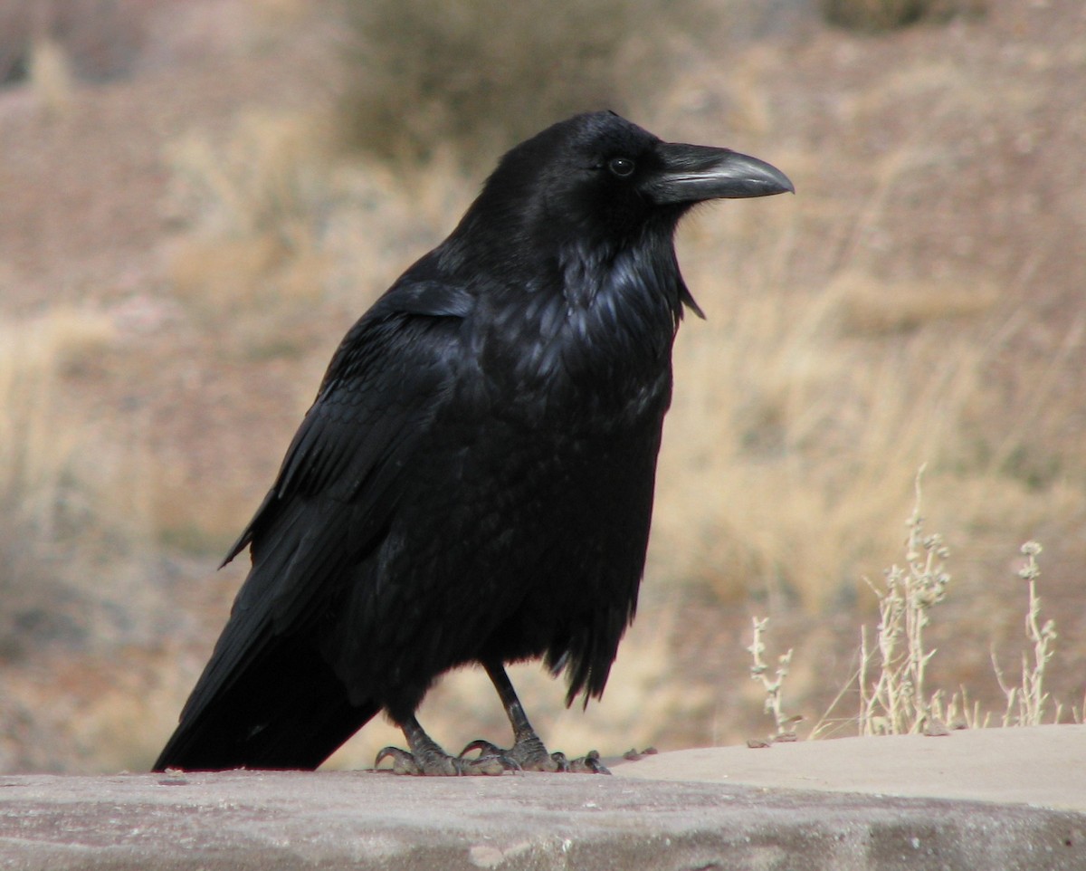 Common Raven - ML616533340