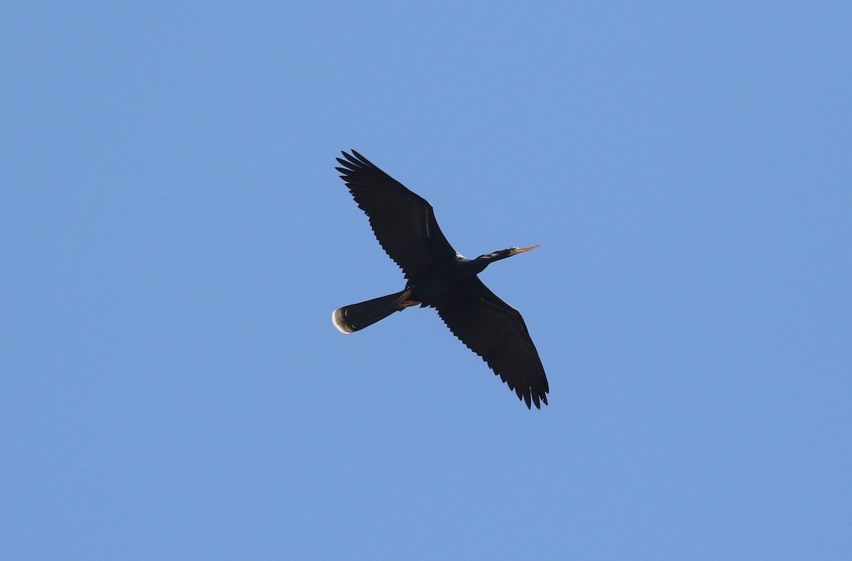 anhinga americká - ML616533354