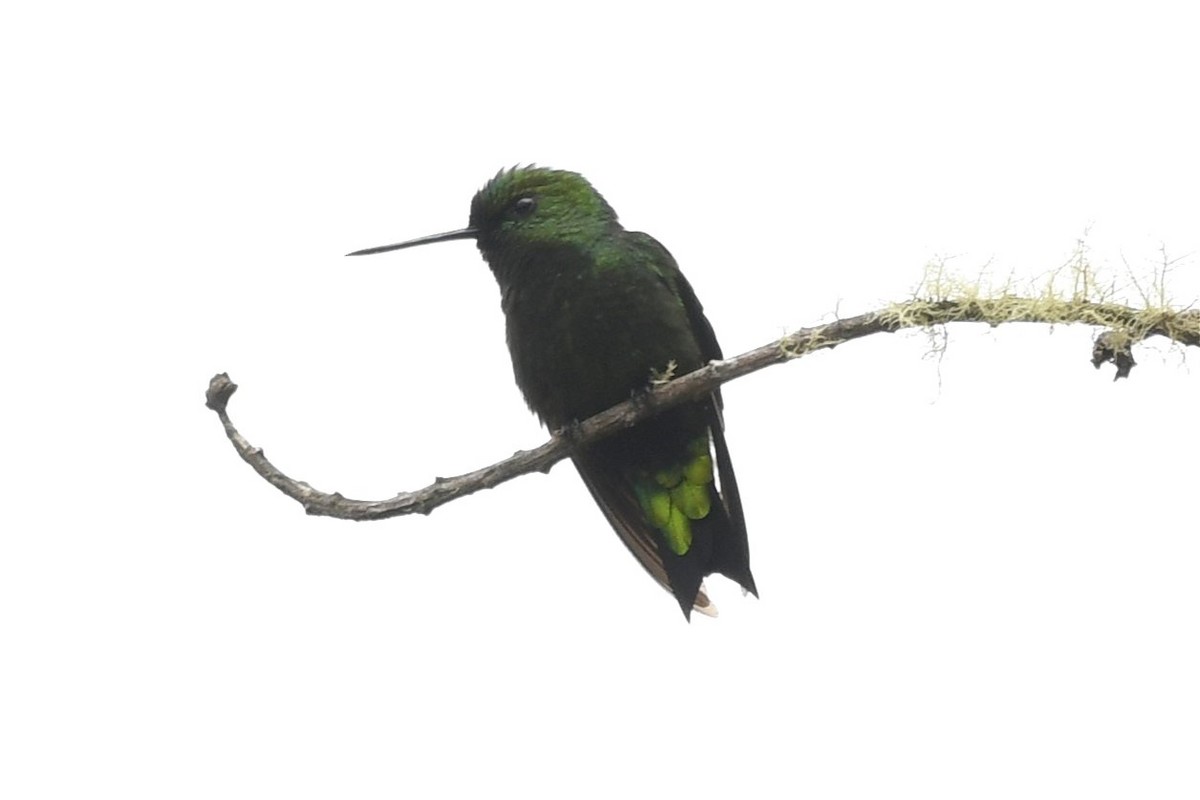 Black-thighed Puffleg - Jerry Chen