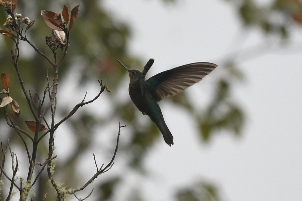 kolibřík modrokřídlý - ML616533380