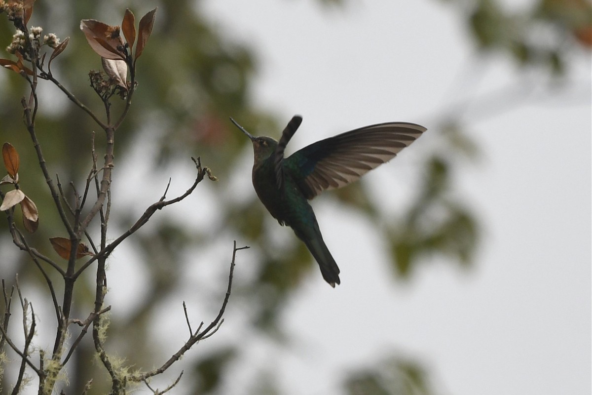 Blauflügelkolibri - ML616533380