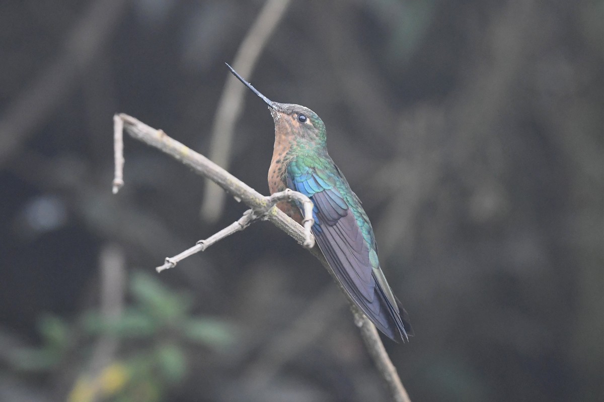 kolibřík modrokřídlý - ML616533381