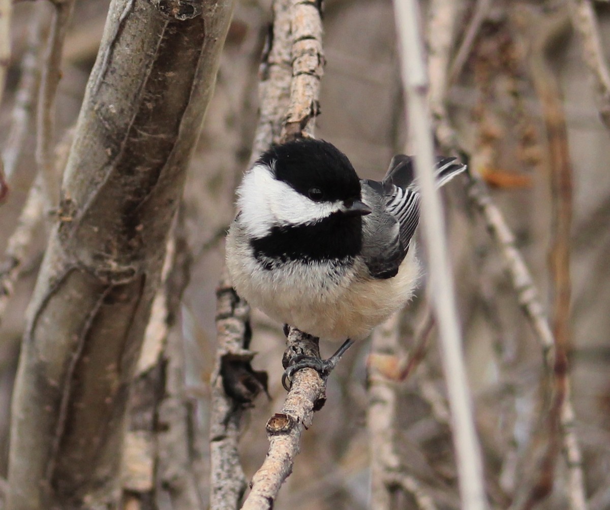 Black-capped Chickadee - ML616533388