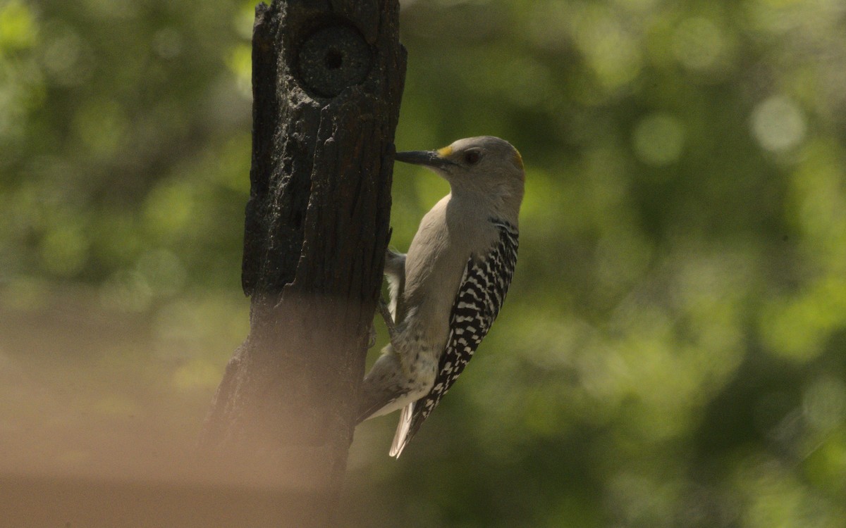 Golden-fronted Woodpecker - George Gerules & Ann Steffen