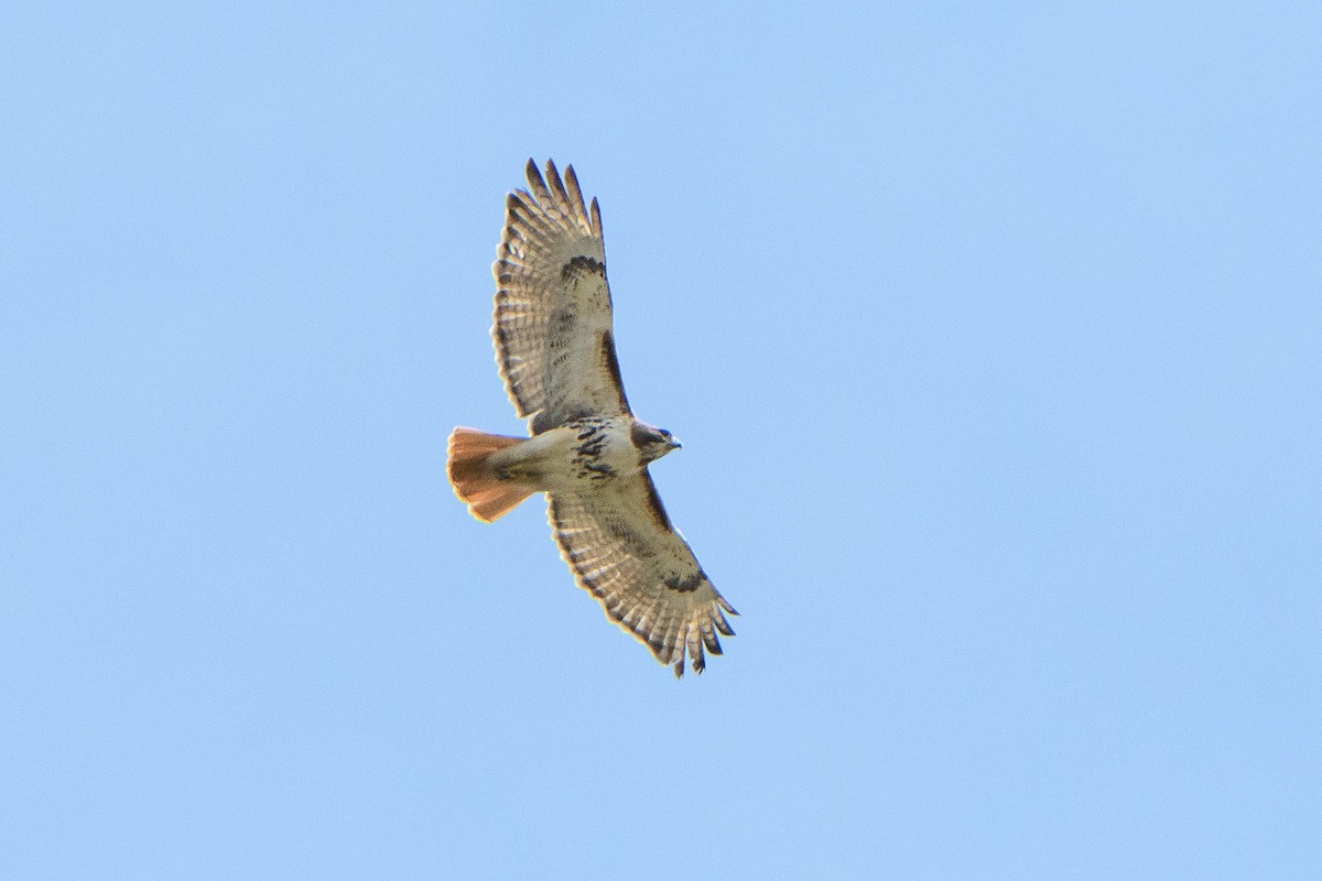 Red-tailed Hawk - ML616533417