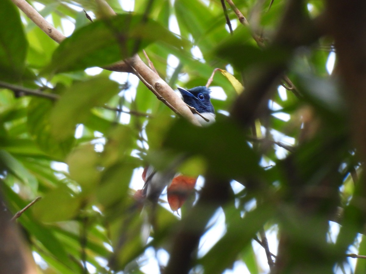 Blyth's Paradise-Flycatcher - Diane Bricmont