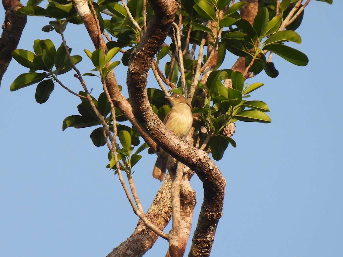 Bulbul Ojiblanco (simplex/halizonus) - ML616533434