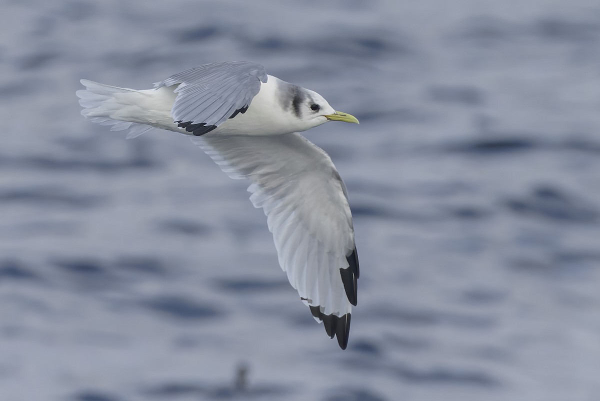 Black-legged Kittiwake - ML616533437