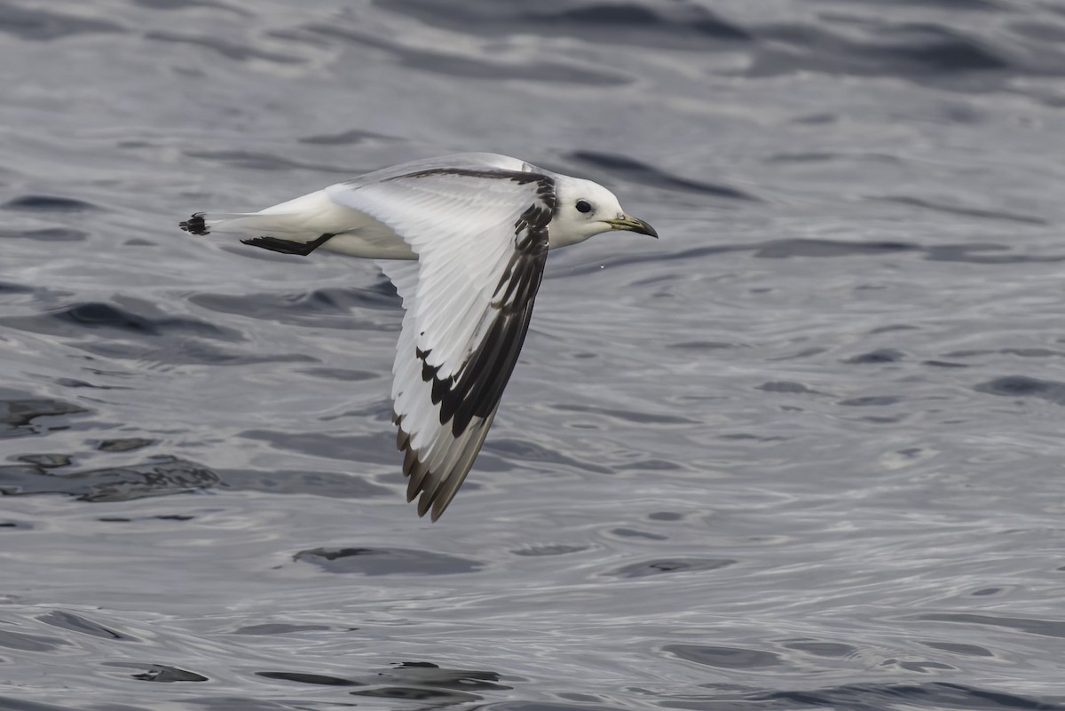 Black-legged Kittiwake - ML616533439