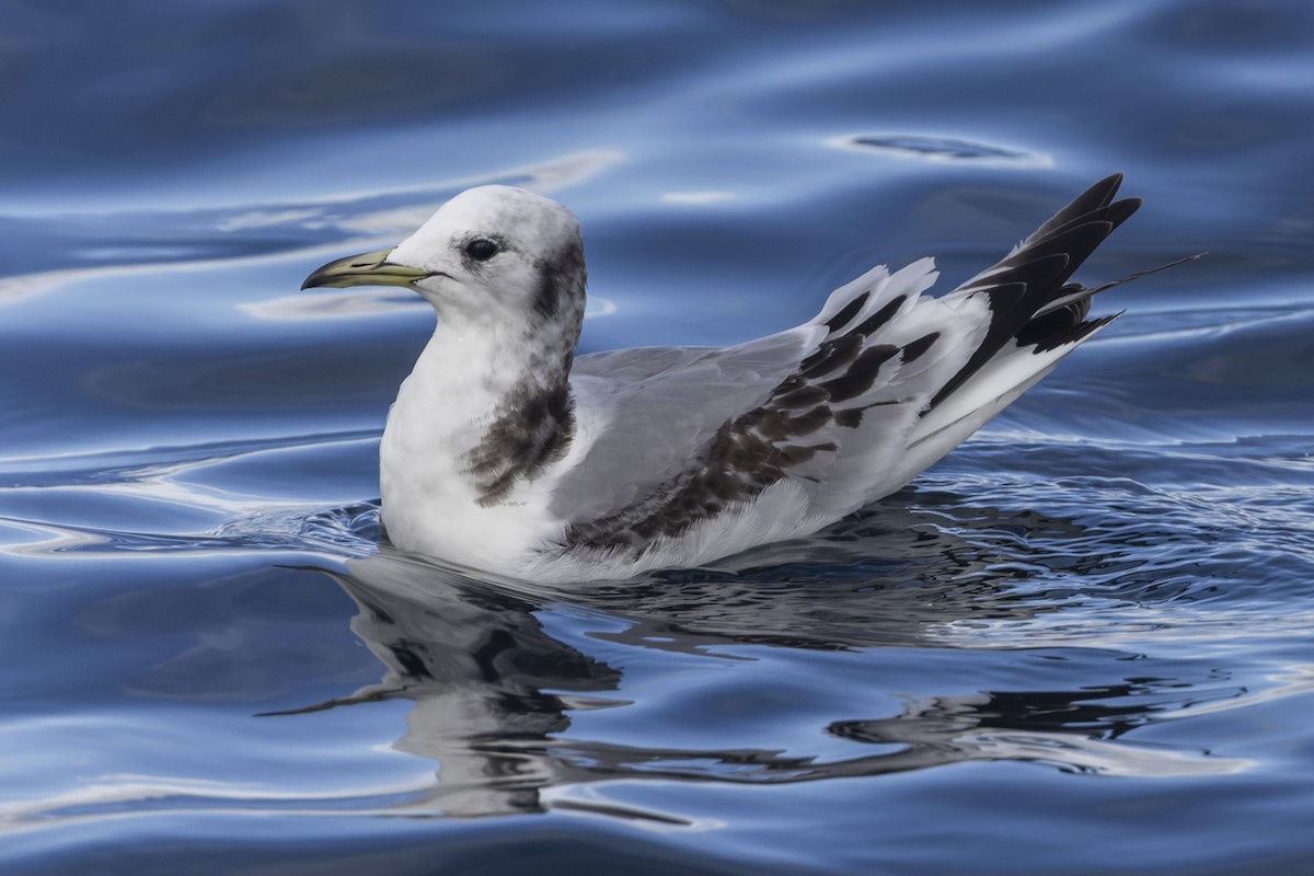 Black-legged Kittiwake - ML616533440