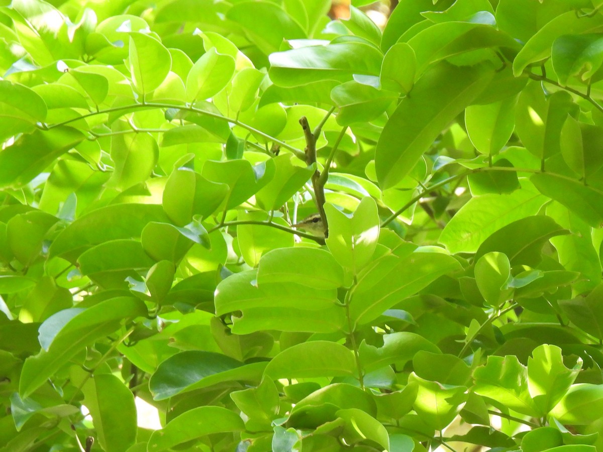 Eastern Crowned Warbler - ML616533448