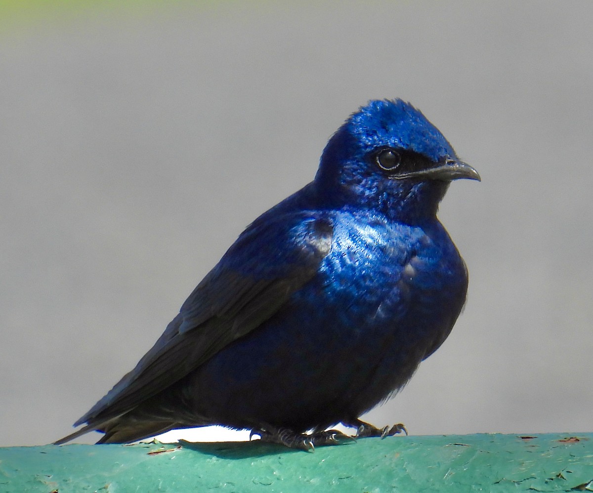 Purple Martin - Van Remsen