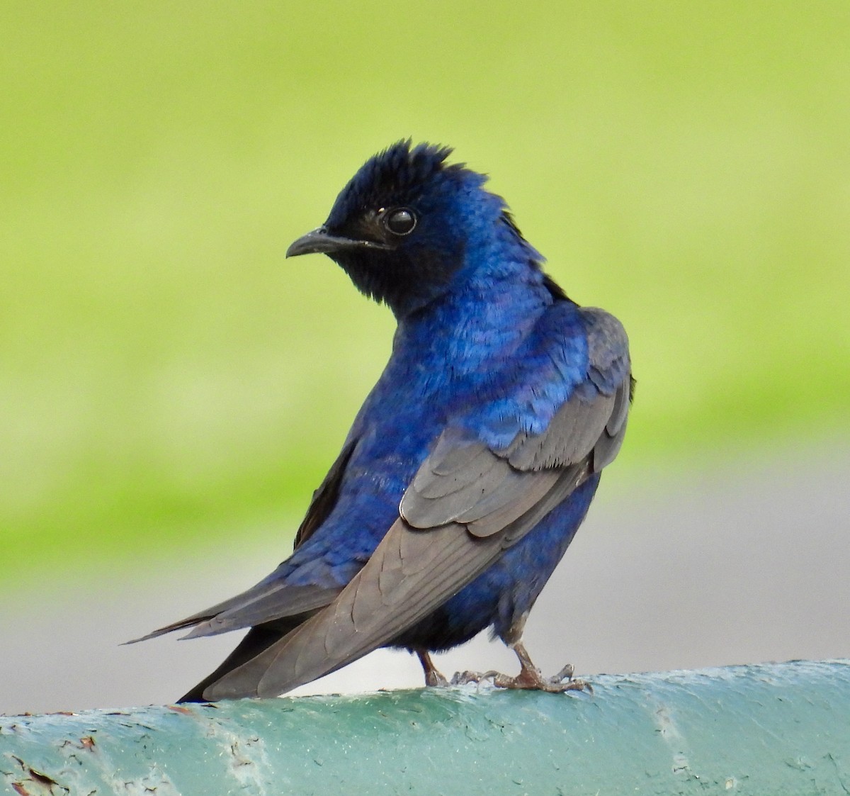 Purple Martin - Van Remsen