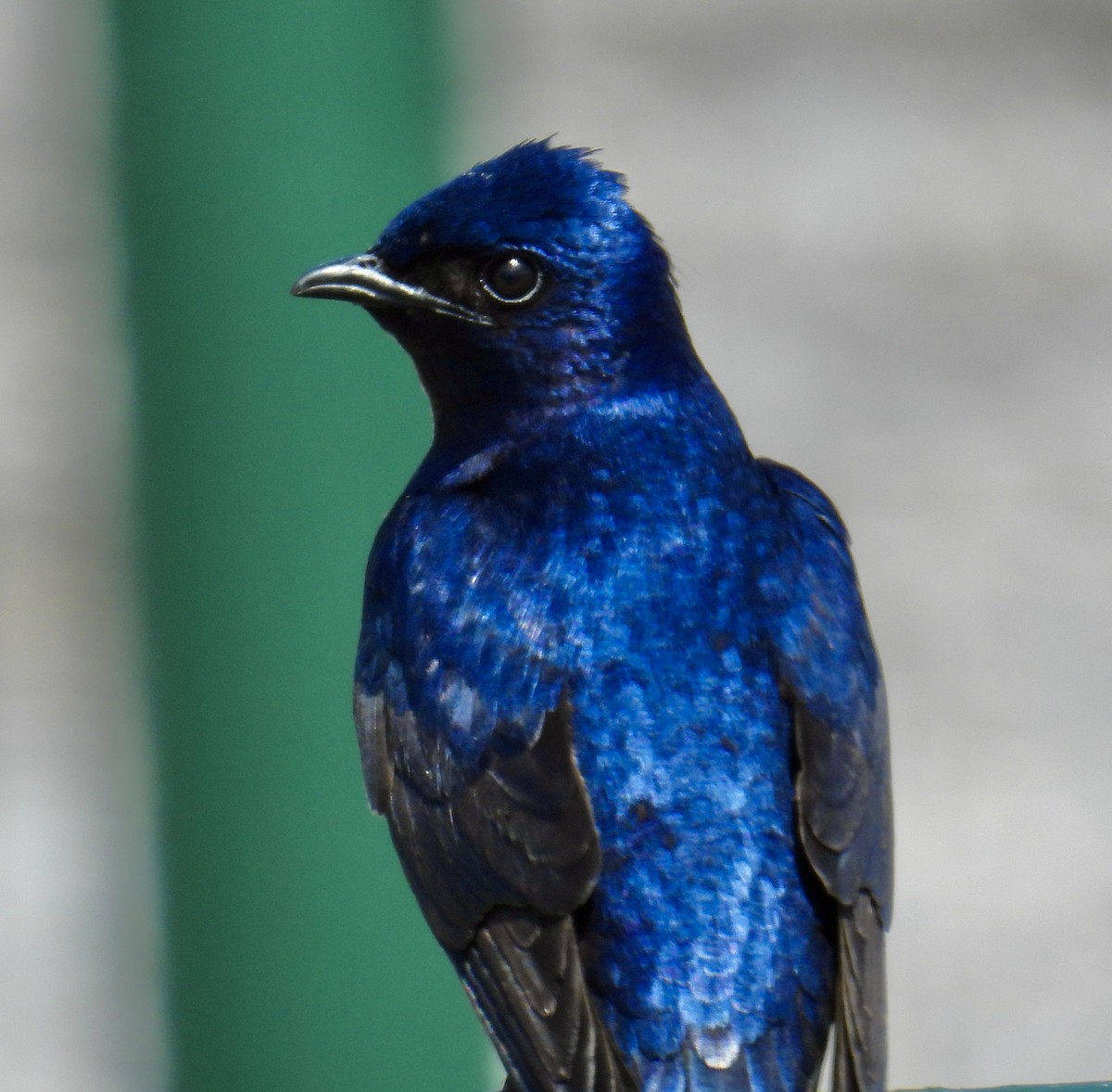 Purple Martin - Van Remsen