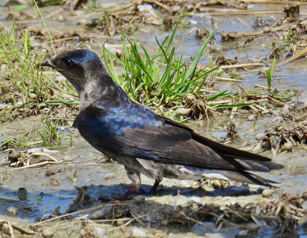 Purple Martin - Van Remsen