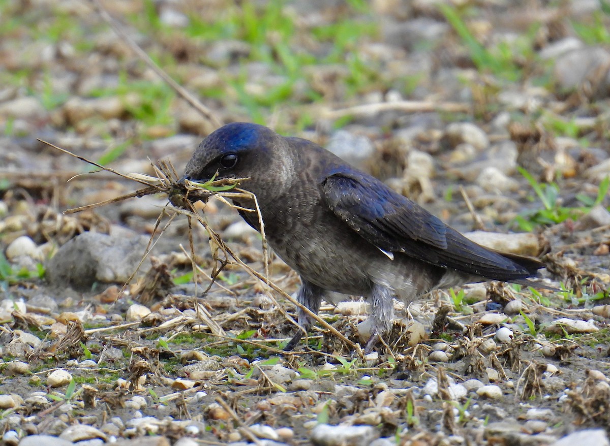 Purple Martin - Van Remsen