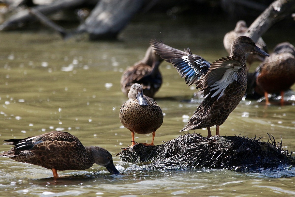 Australasian Shoveler - ML616533522