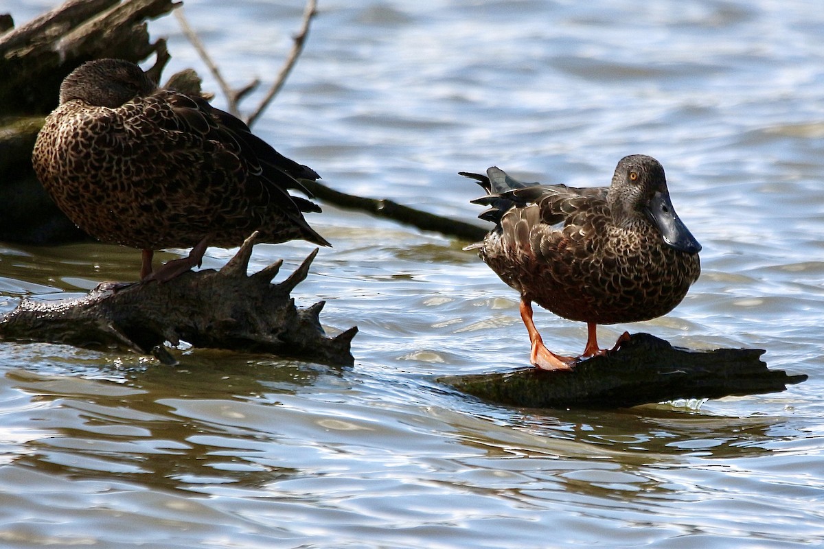 Australasian Shoveler - ML616533523