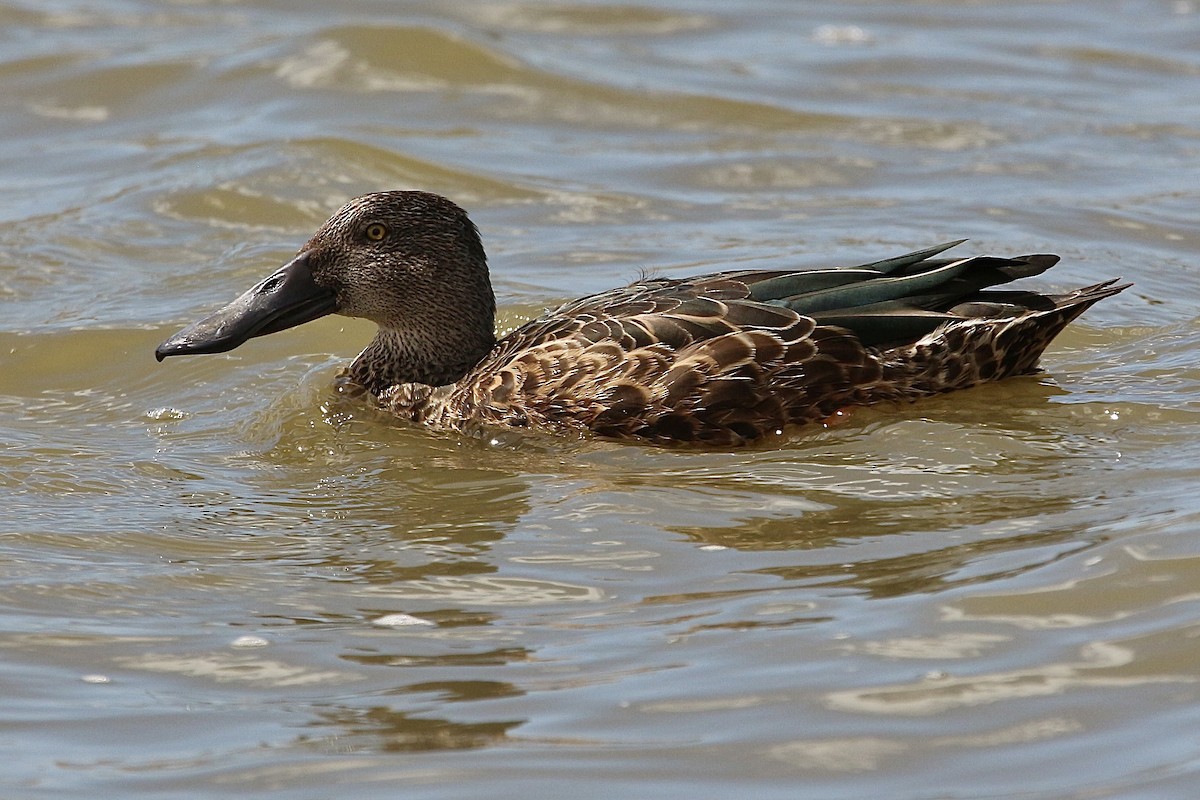 Australasian Shoveler - ML616533526