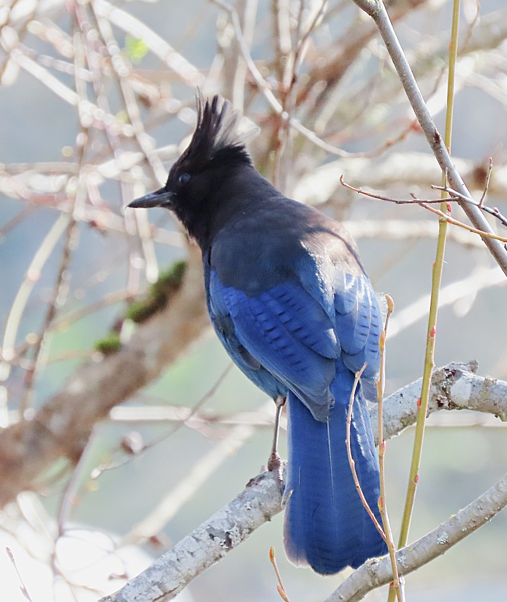 Steller's Jay - ML616533532