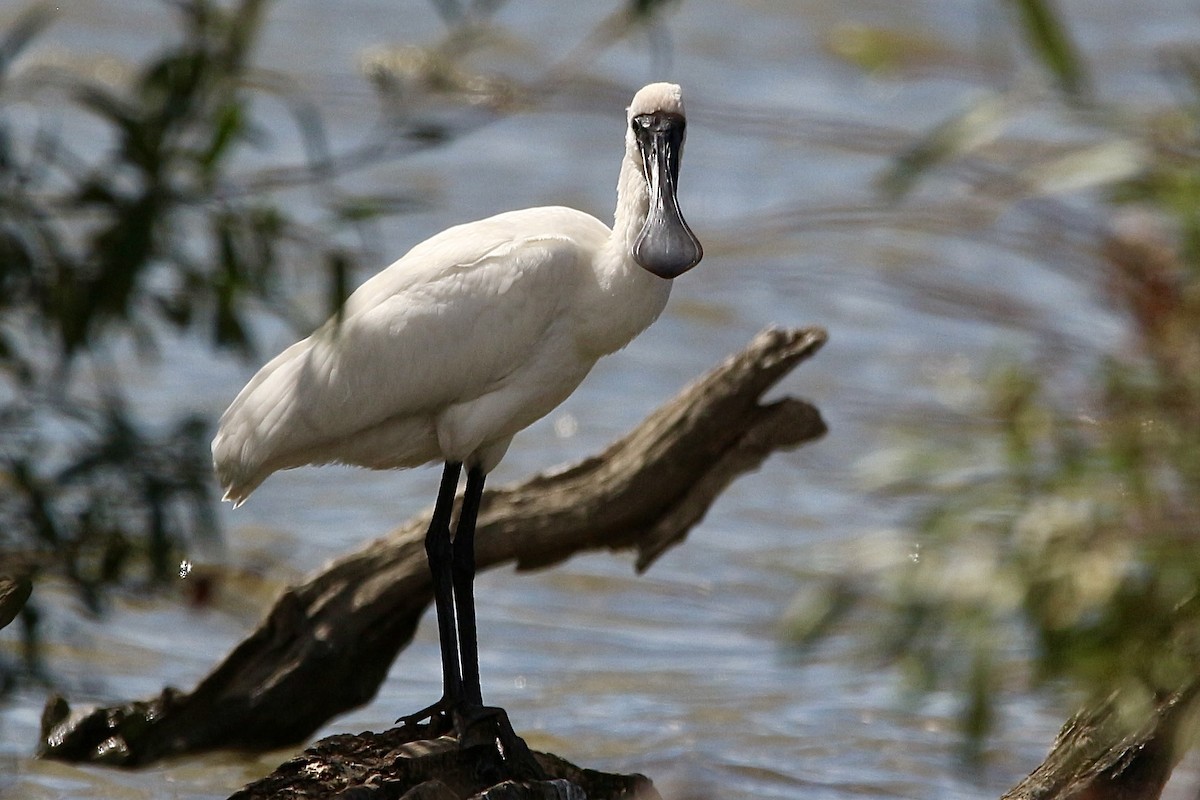 Royal Spoonbill - ML616533551