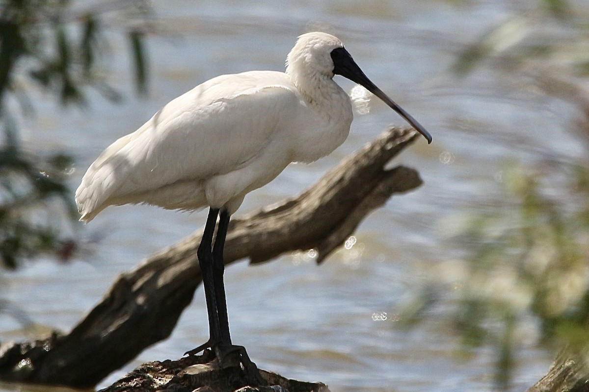 Royal Spoonbill - ML616533552