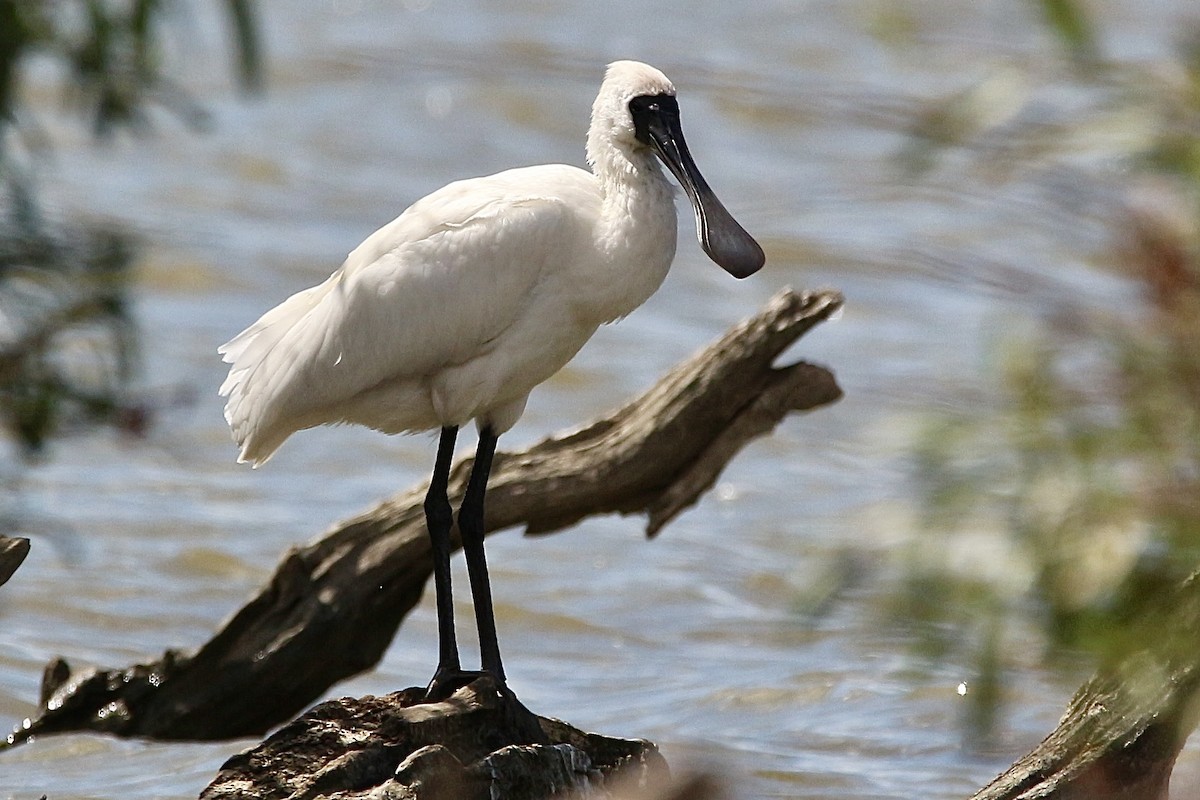 Royal Spoonbill - ML616533553