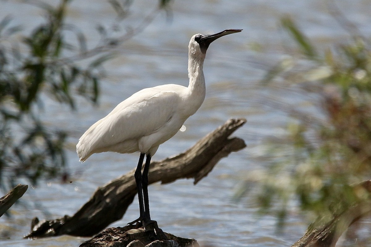 Royal Spoonbill - ML616533554