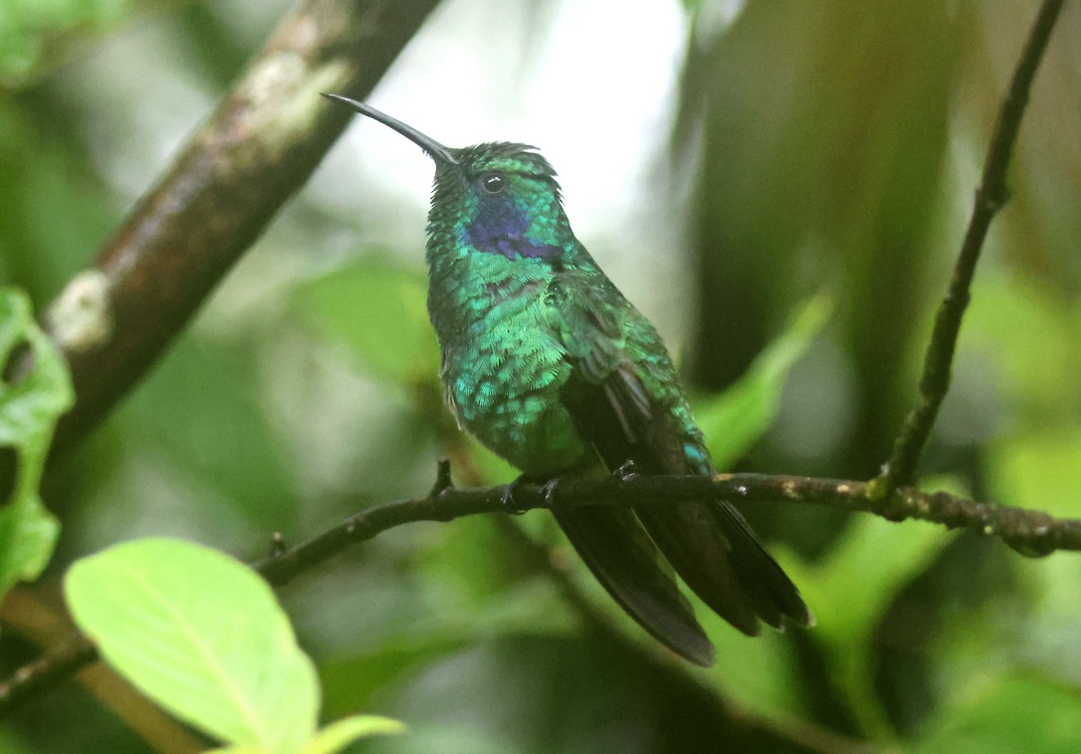 kolibřík modrouchý - ML616533555