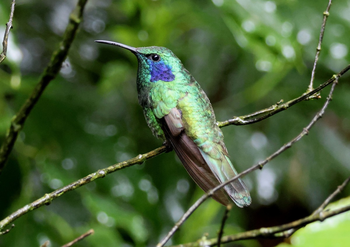 Lesser Violetear - ML616533557