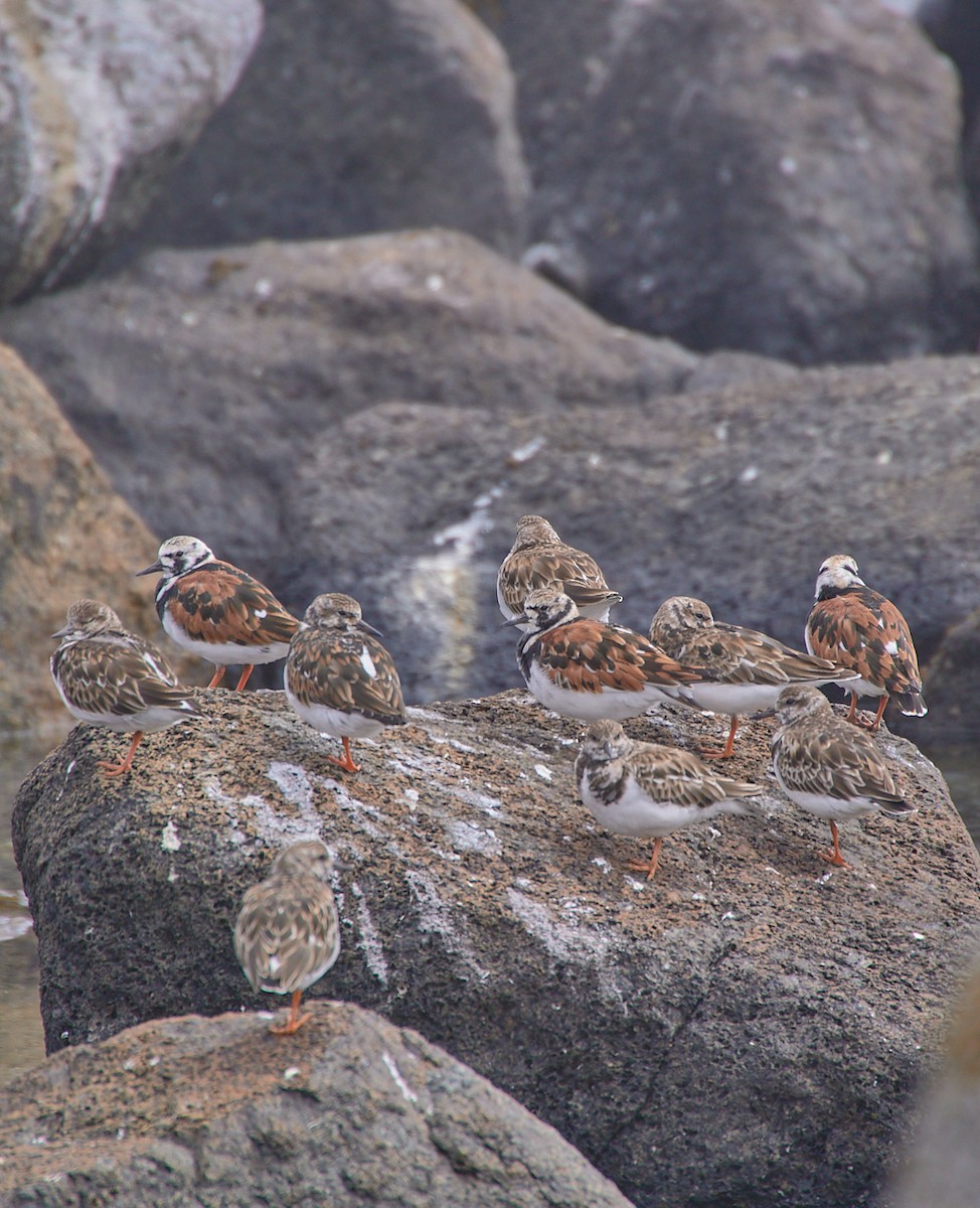 Ruddy Turnstone - Angélica  Abarca