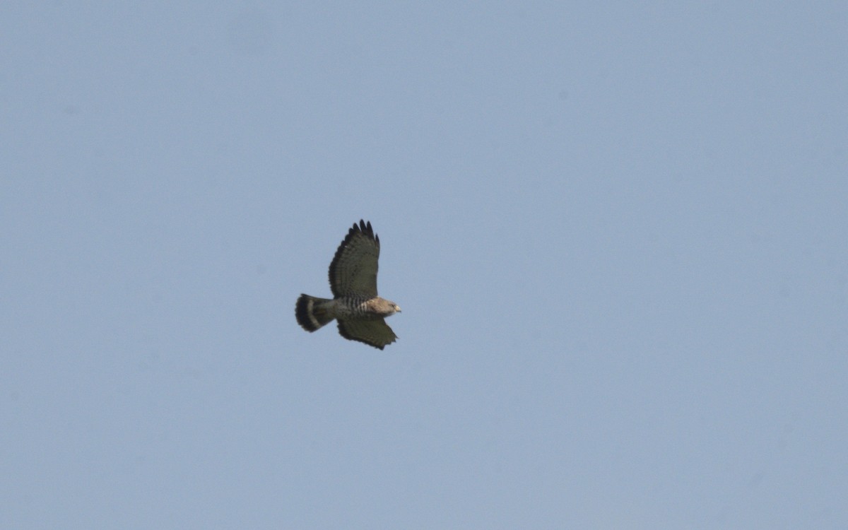 Broad-winged Hawk - ML616533682