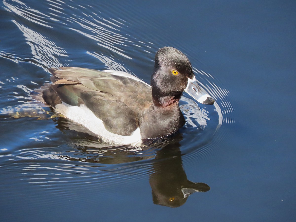 Ring-necked Duck - ML616533713