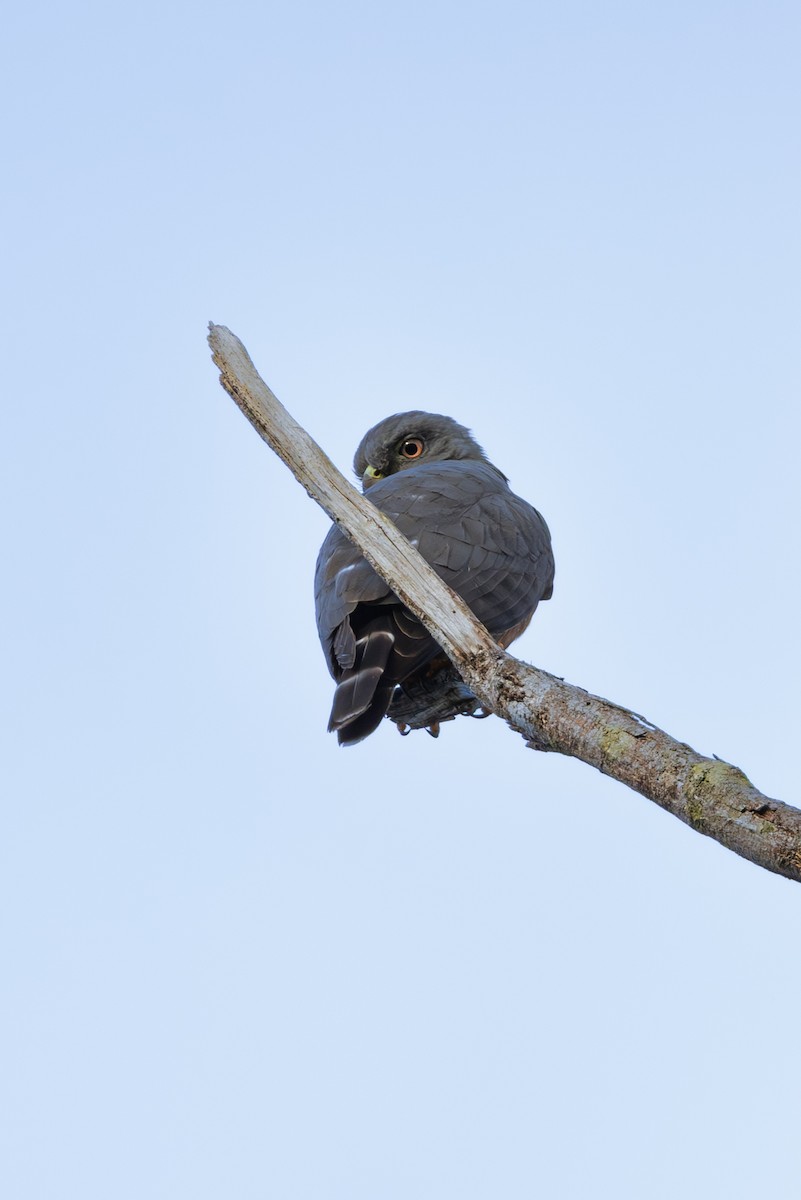 Double-toothed Kite - Mason Flint