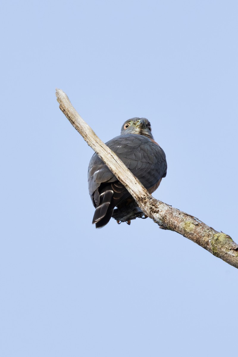 Double-toothed Kite - Mason Flint