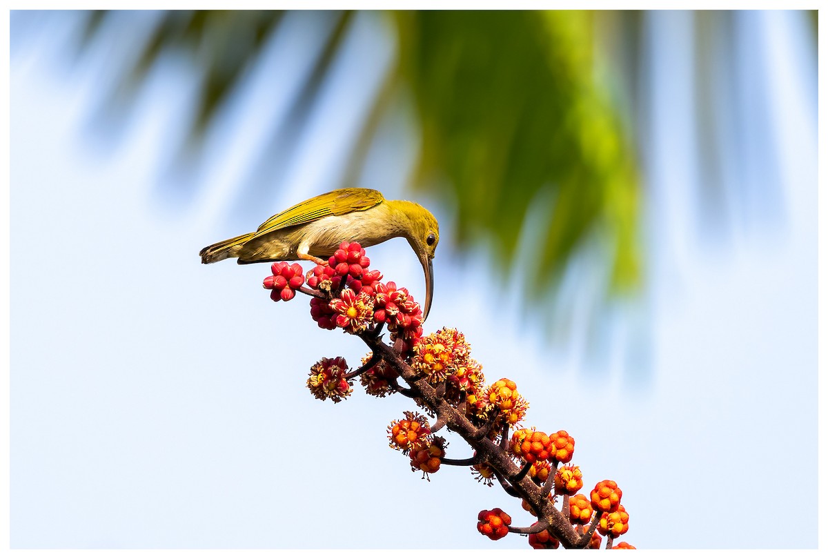 Gray-breasted Spiderhunter - David Swarthout