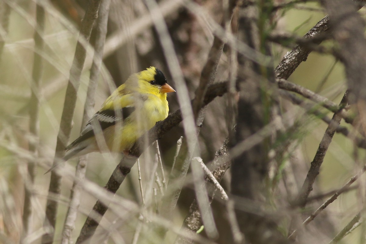 Chardonneret jaune - ML616533783