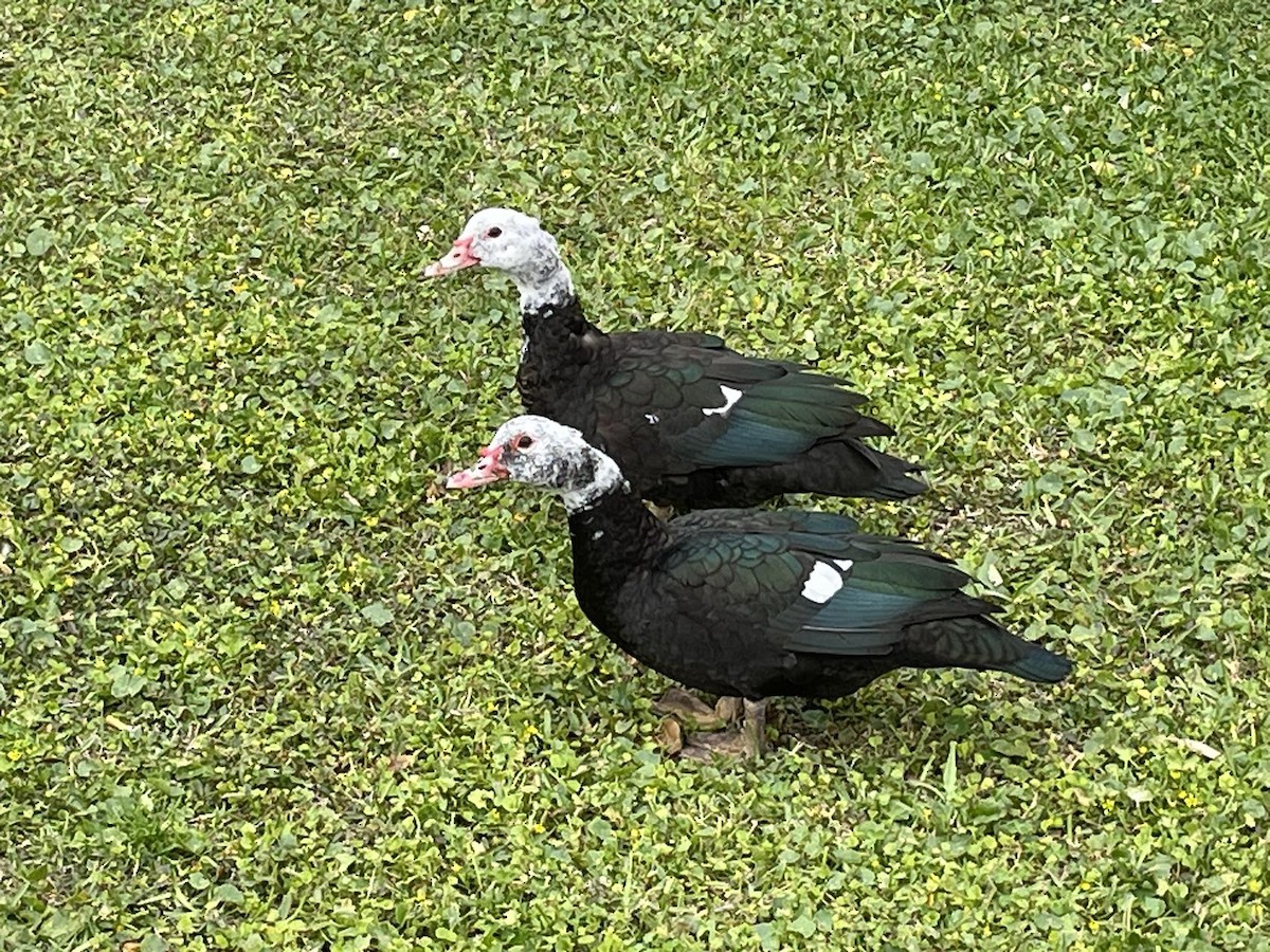 Muscovy Duck (Domestic type) - ML616533824