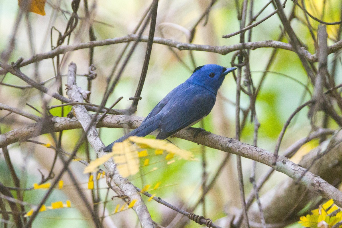 Black-naped Monarch - ML616533838