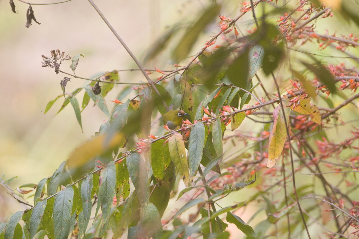 Indian White-eye - ML616533862